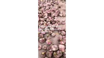 2021 new fresh garlic 
