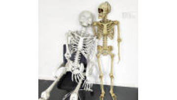 Halloween Decorations - Animated Prop, Human Movable Joints, 5.4Ft, High Quality, Life Size, Large Skeleton1