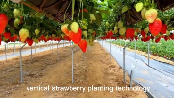 Agricultural Greenhouses Vertical Farming hydroponic Strawberry Greenhouse1