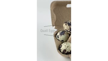 Eco-friendly customized paper quail egg trays for 6 holes1