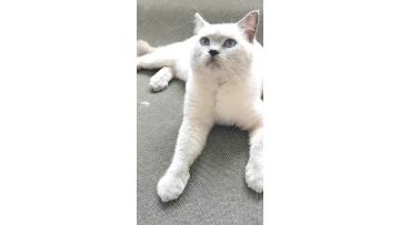 Pet Hair Remover and Reusable Lint Roller