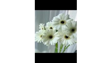 Standard chrysanthemum Yili Gerbera