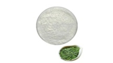 High Purity Green Tea Extract (CAS 3081-61-6) and L-Theanine Powder: Quality Ingredients for Health and Wellness1