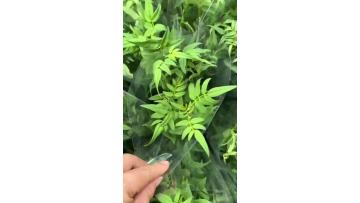 Wholesale Natural Fresh Nine Star Leaf Fresh Cut Foliage Green Decorative Plant for Bouquets