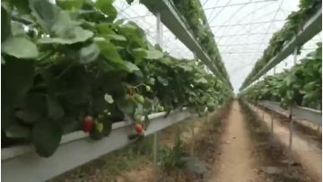 Low cost Single-span Agricultural  Strawberry  Film greenhouse1