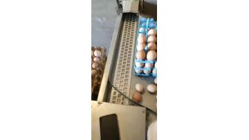 Automatic Egg Collecting Platform