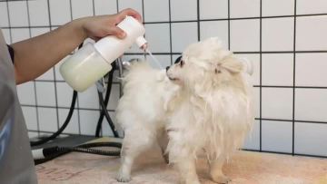 S11-2 Dog Foaming Machine