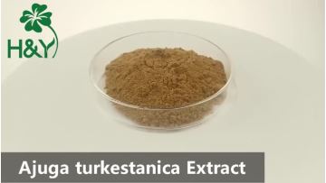 ajuga turkestanica.mp4