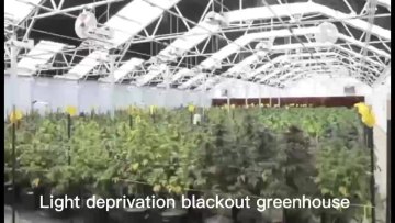 Fully Automatic Single Span Arch medical growing Blackout Light Deprivation Greenhouse for Medical Plants1