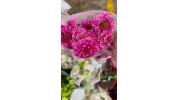 High Quality Fresh Cut Flower Pink Scabiosa For Wedding Decoration