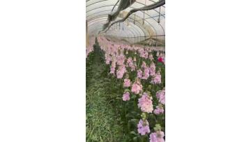 Hot Sale Pink Violet Potted Plant Indoor Decorative Real Flower Wholesale