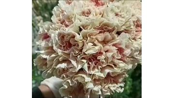 Single-headed Carnation first kiss