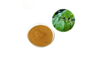 Triptolide Lei Gong Teng/Thunder God Vine Tripterygium Wilfordii Extract1