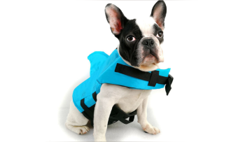 pet clothing