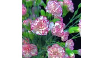 Spray carnation cabbage