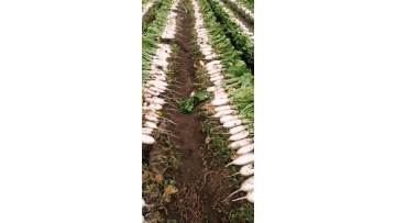 5248273db457b57f2918a66f07bc9516