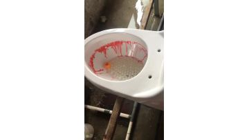 siphonic one piece toilet 8247 flushing