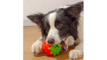 DOG TREAT TOY STRAW BERR-YKPT-R03