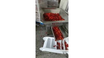 crayfish weighing and ready to plate freezing
