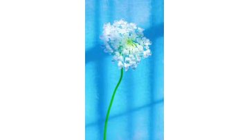 Wholesale Fresh Cut Flowers White lace flower Premium Quality for Wedding and Event Decoration