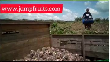 Complete Canned Pineapple Production Line