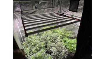 800w grow light