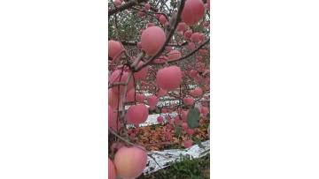 fresh fuji apples