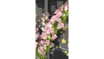 Wholesale Fresh Cut Flowers Pink Bellflower for Wedding and Event Decoration