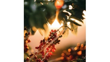 Yunnan Green Coffee Beans