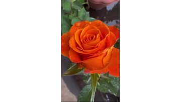 Coral Orange Roses