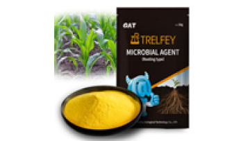 Bacillus Megaterium Fertilizer Powder for Enhanced Coffee and Cocoa Plant Nutrition1