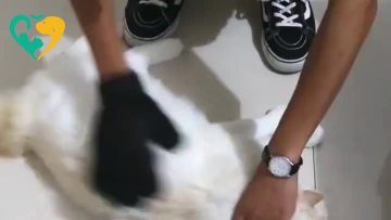 pet grooming gloves for dogs