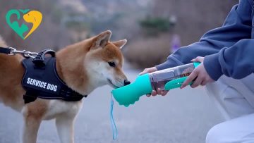 water dispenser with pet bowl