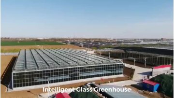 Agricultural Building Materials Venlo Type Glass Greenhouse for Vegetables Hydroponic Growing System1