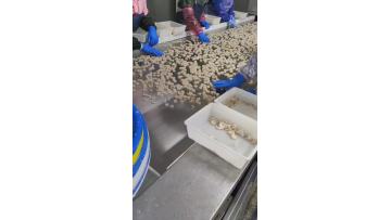 Impact tunnel freezer for shrimp