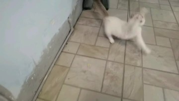 self-fun cat stick cat training toy