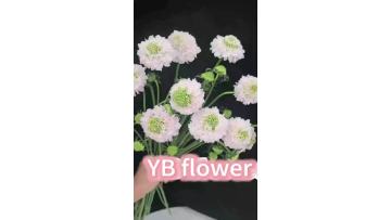 Wholesale Fresh Cut Flower Pure White Scabious Long Lasting Pincushion Flower for Wedding Decor
