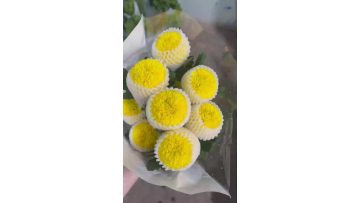 Fresh Cut Yellow Ping Pong Chrysanthemum Flower Export Standard Pompon Chrysanthemum for Wedding Decor