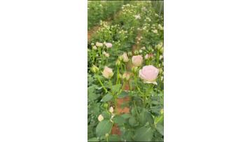 Fairy Kiss Spray Rose
