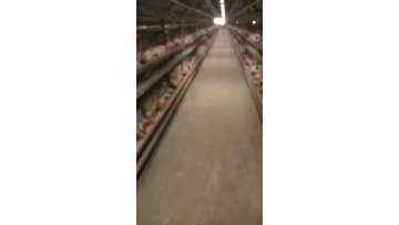 our chicken farm
