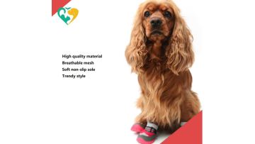 dog shoes for walking