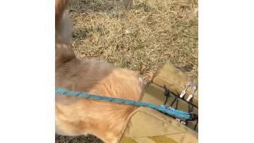 dog outdoor sports backpack 