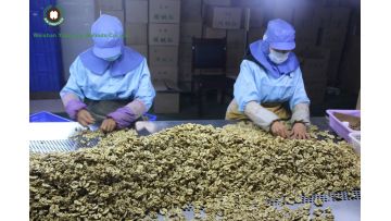 walnuts kernels sorting by hand 