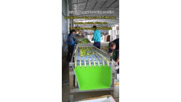  Passion Fruit Sorting Machine