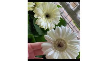Standard white chrysanthemum Snoopy Gerbera
