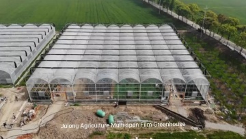 Chinese style multi-span plastic film lettuce greenhouse with vertical hydroponic system for sale1