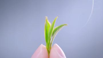 Herbal Extract of Matcha-1