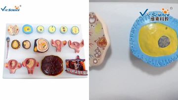 embryo development process model