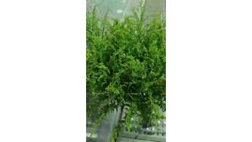 Wholesale Fresh Cut Flower Canadian goldenrod for Bouquet Arrangement