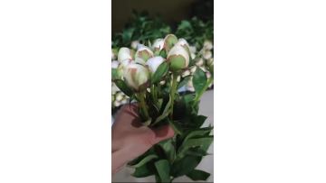 YangFei Taking A Bath White Peony Flowers